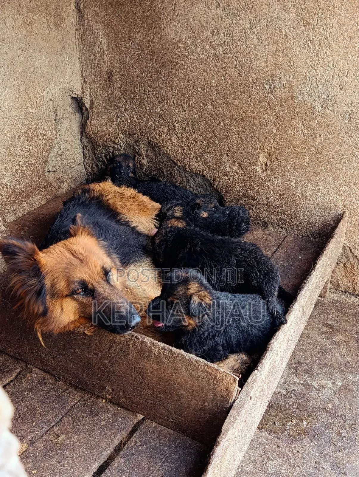 1-3 months Male Purebred German Shepherd
