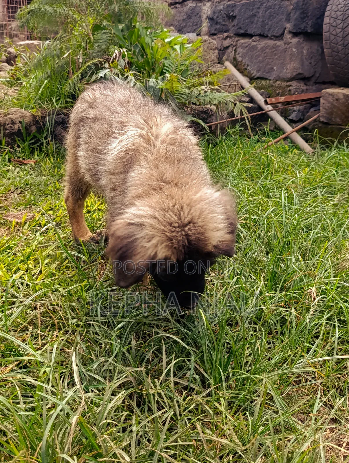 1-3 months Male Purebred Caucasian Shepherd