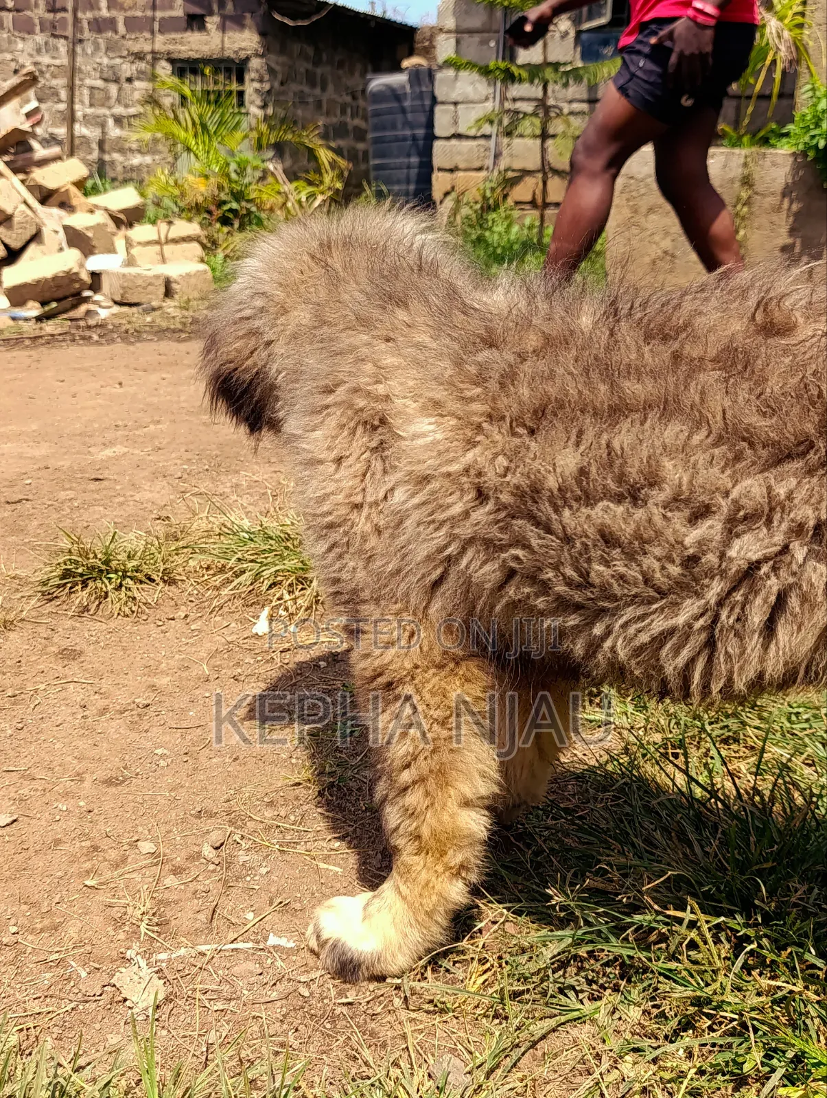 1-3 months Male Purebred Caucasian Shepherd