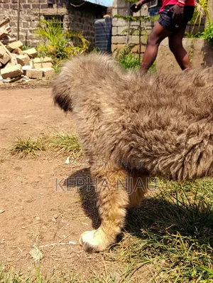 1-3 months Male Purebred Caucasian Shepherd