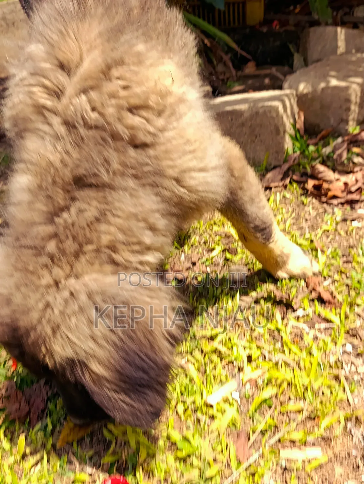 1-3 months Male Purebred Caucasian Shepherd