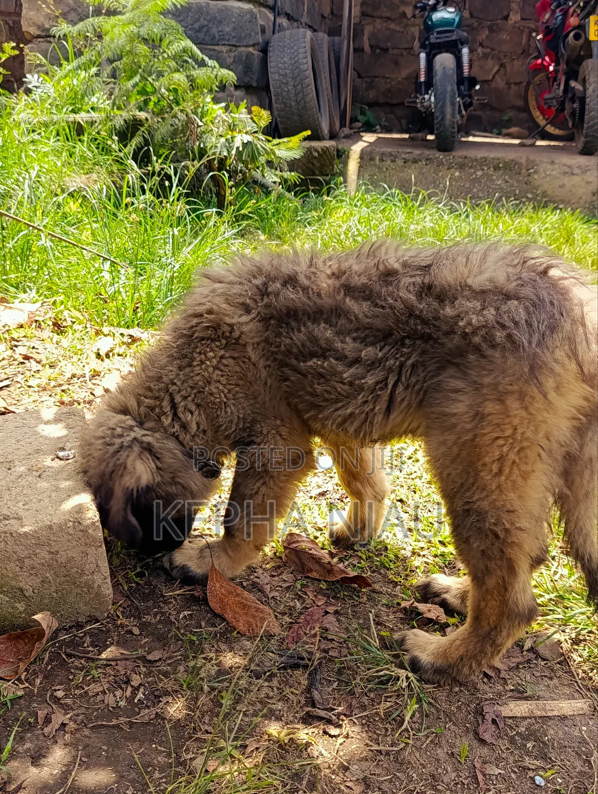 1-3 months Male Purebred Caucasian Shepherd