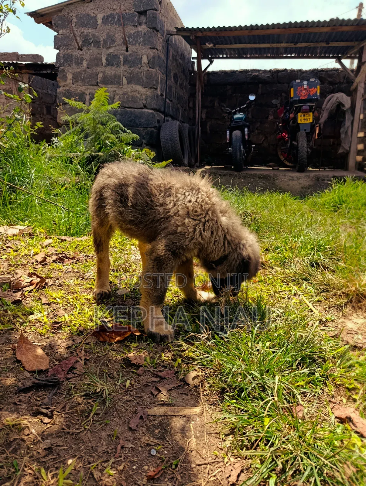 1-3 months Male Purebred Caucasian Shepherd