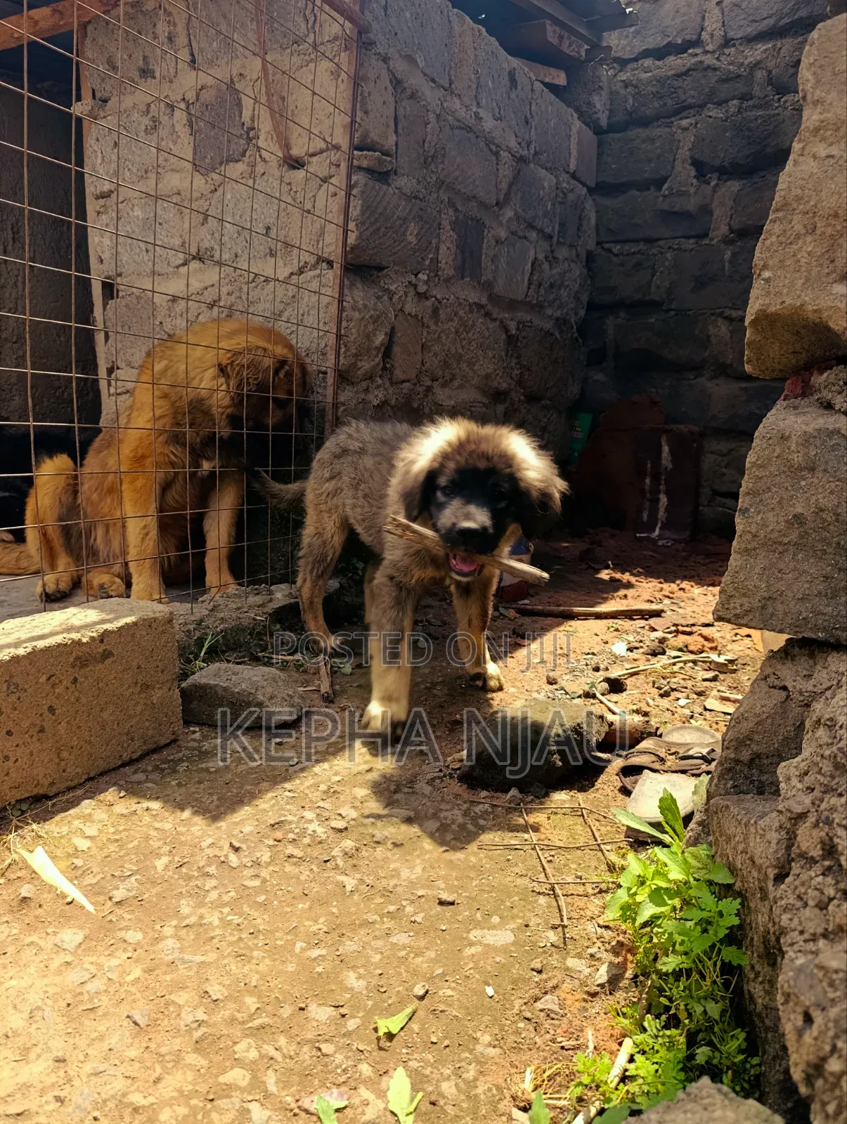 1-3 months Male Purebred Caucasian Shepherd
