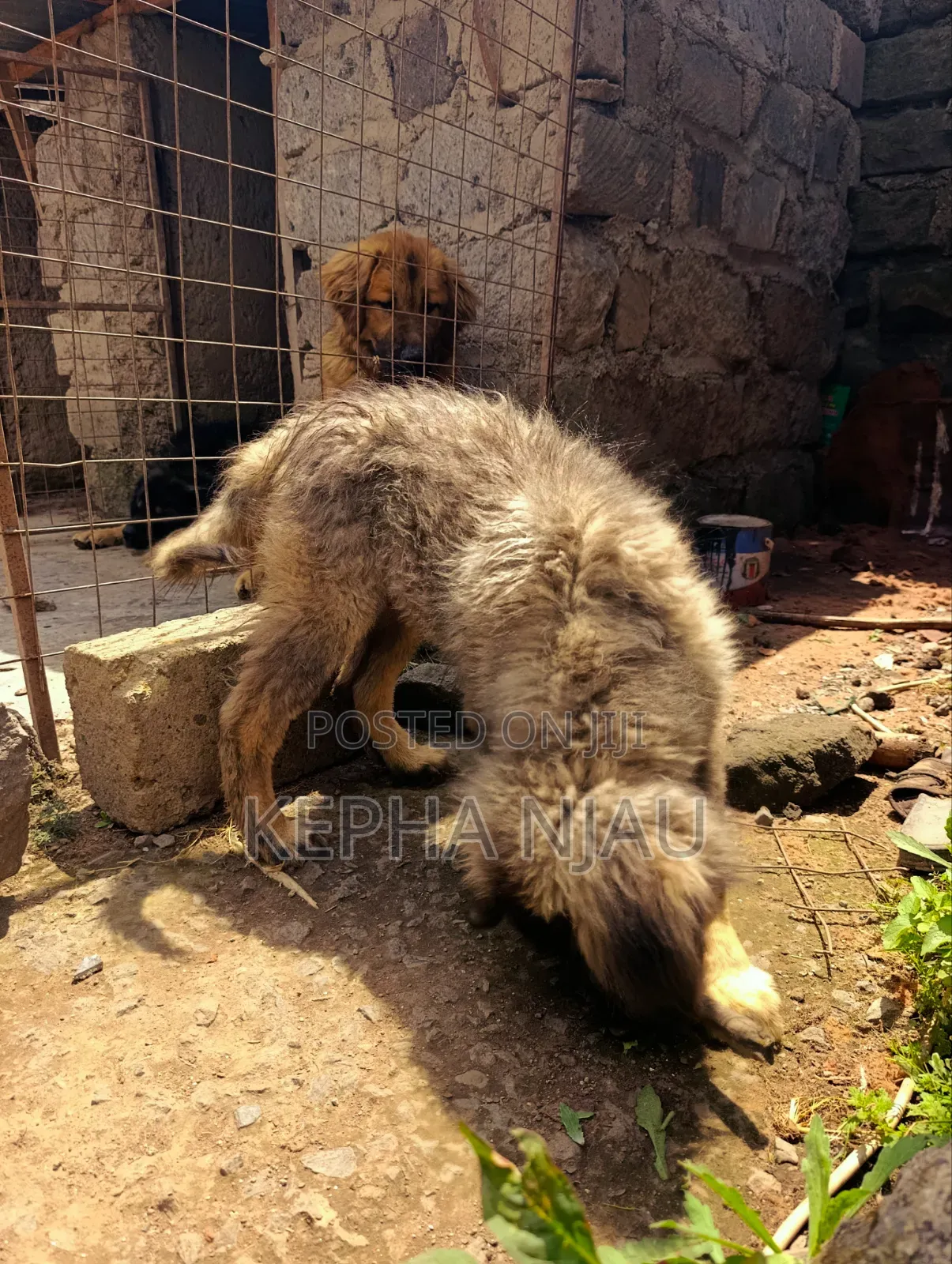 1-3 months Male Purebred Caucasian Shepherd