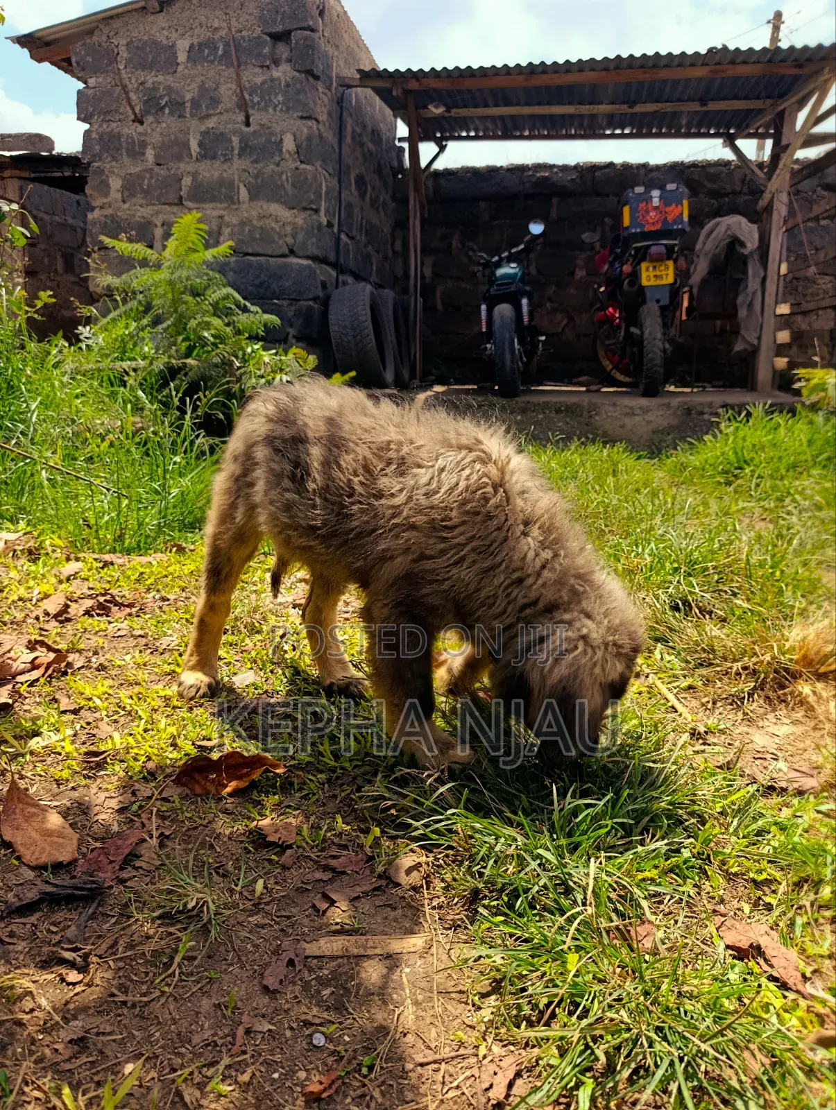 1-3 months Male Purebred Caucasian Shepherd