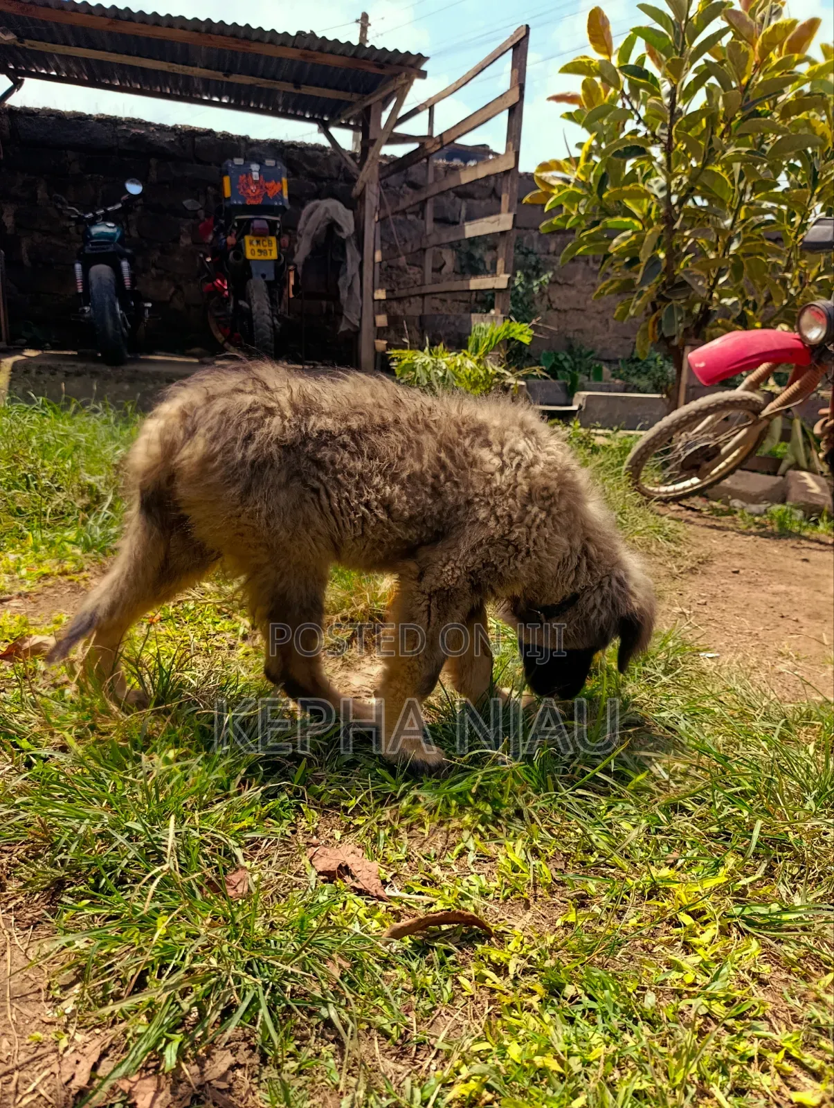 1-3 months Male Purebred Caucasian Shepherd