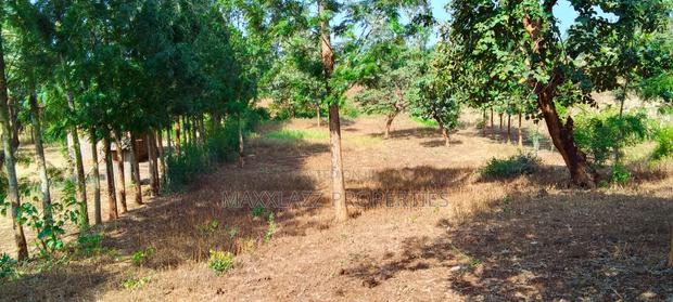 One Acre for Sale - thumbnail 6
