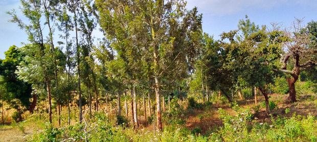 One Acre for Sale - thumbnail 7