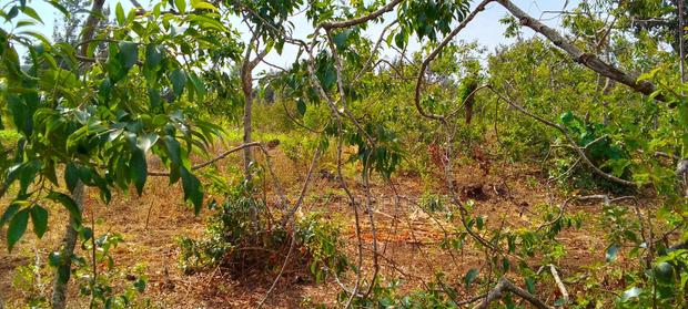 Prime Eighth Acre for Sale - thumbnail 2