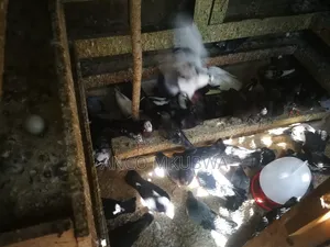 Pigeons Available