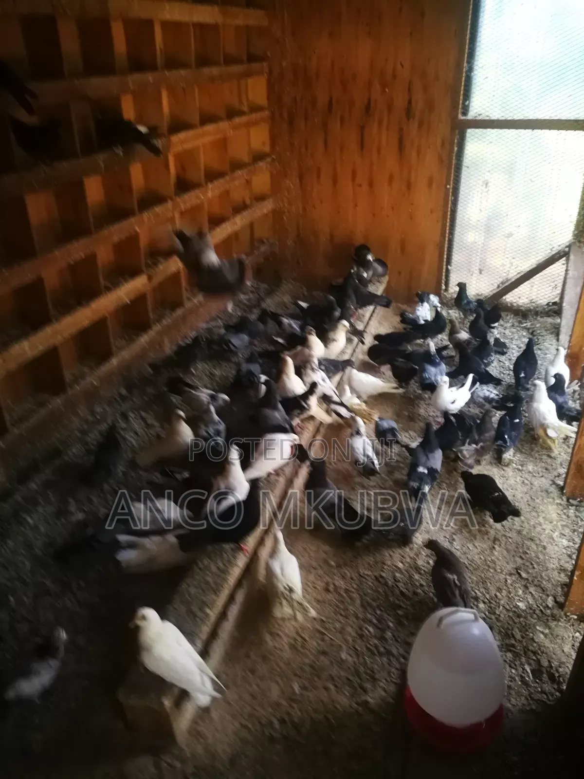 Pigeons Available