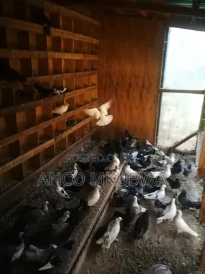Pigeons Available