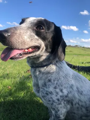 1+ year Male Purebred Dachshund