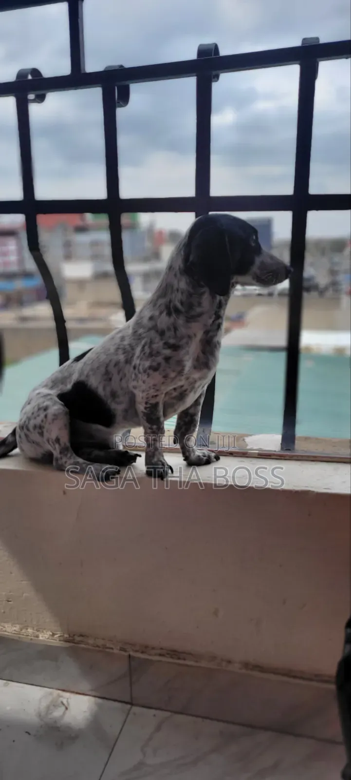 1+ year Male Purebred Dachshund