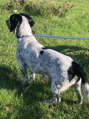 1+ year Male Purebred Dachshund
