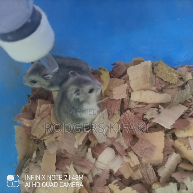 Russian Dwarf Hamster - thumbnail 2