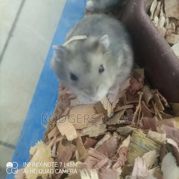 Russian Dwarf Hamster - thumbnail 3