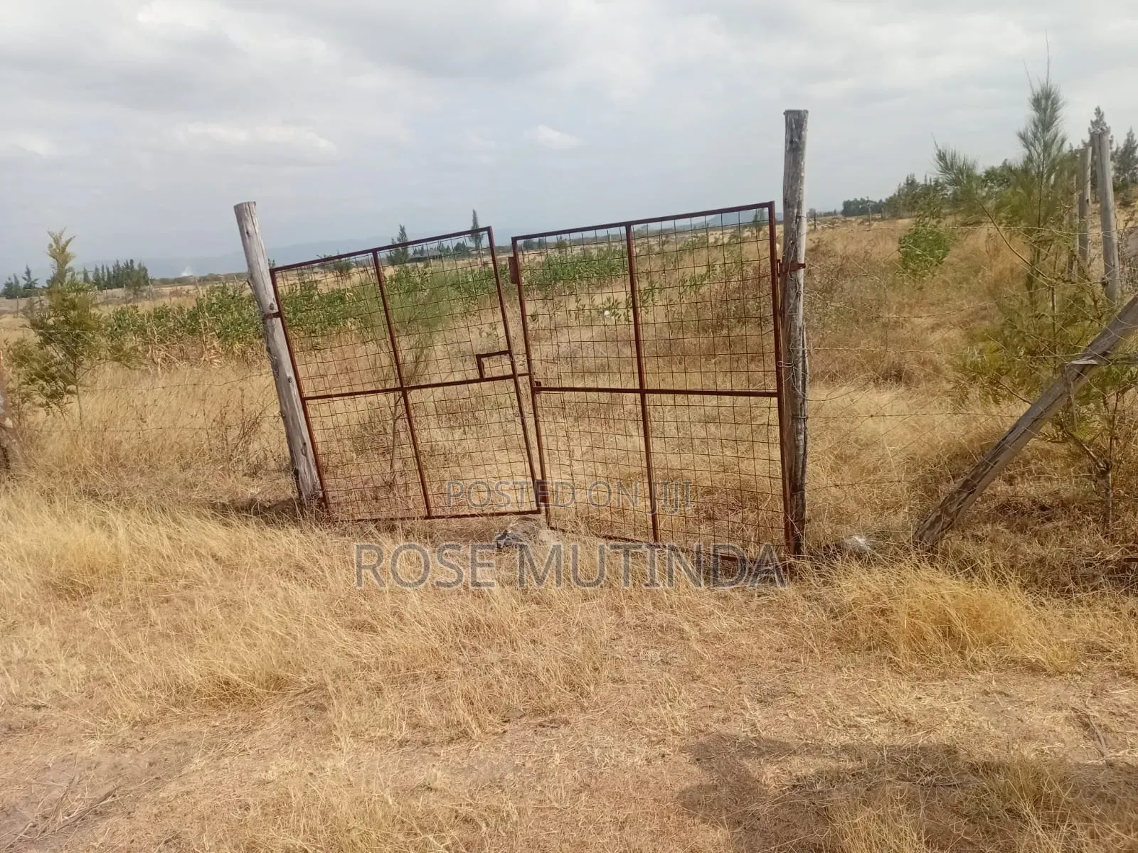Half an Acre Wendano