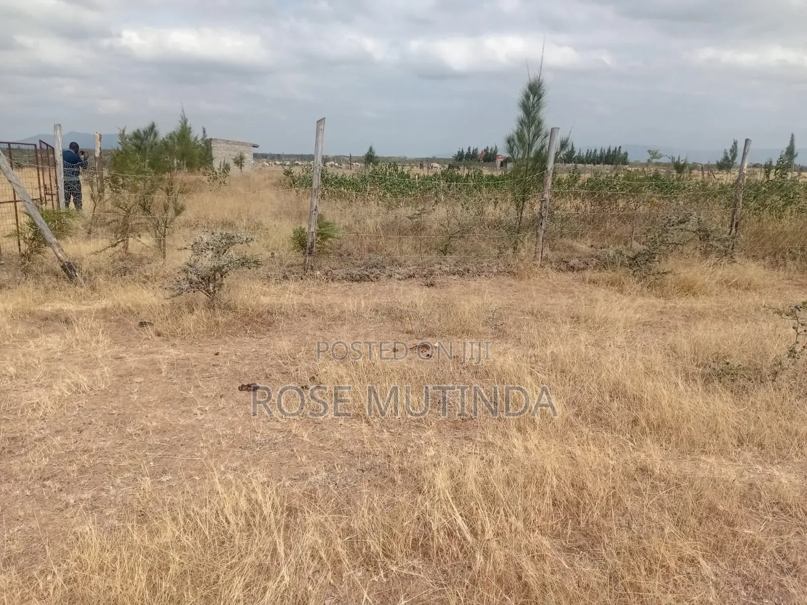 Half an Acre Wendano