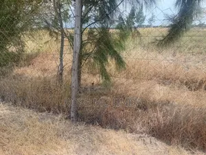 Half an Acre Wendano