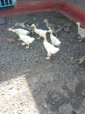 1 Month Old Chinese and African Gooselings