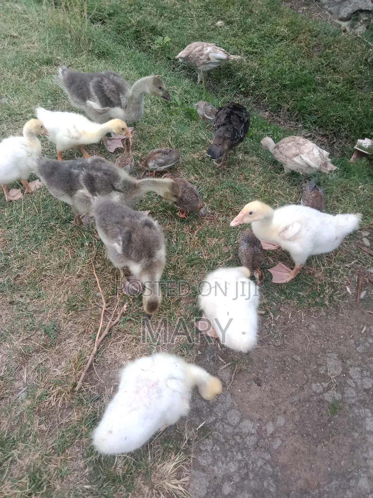 1 Month Old Chinese and African Gooselings