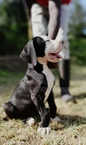 1-3 months Female Purebred Great Dane