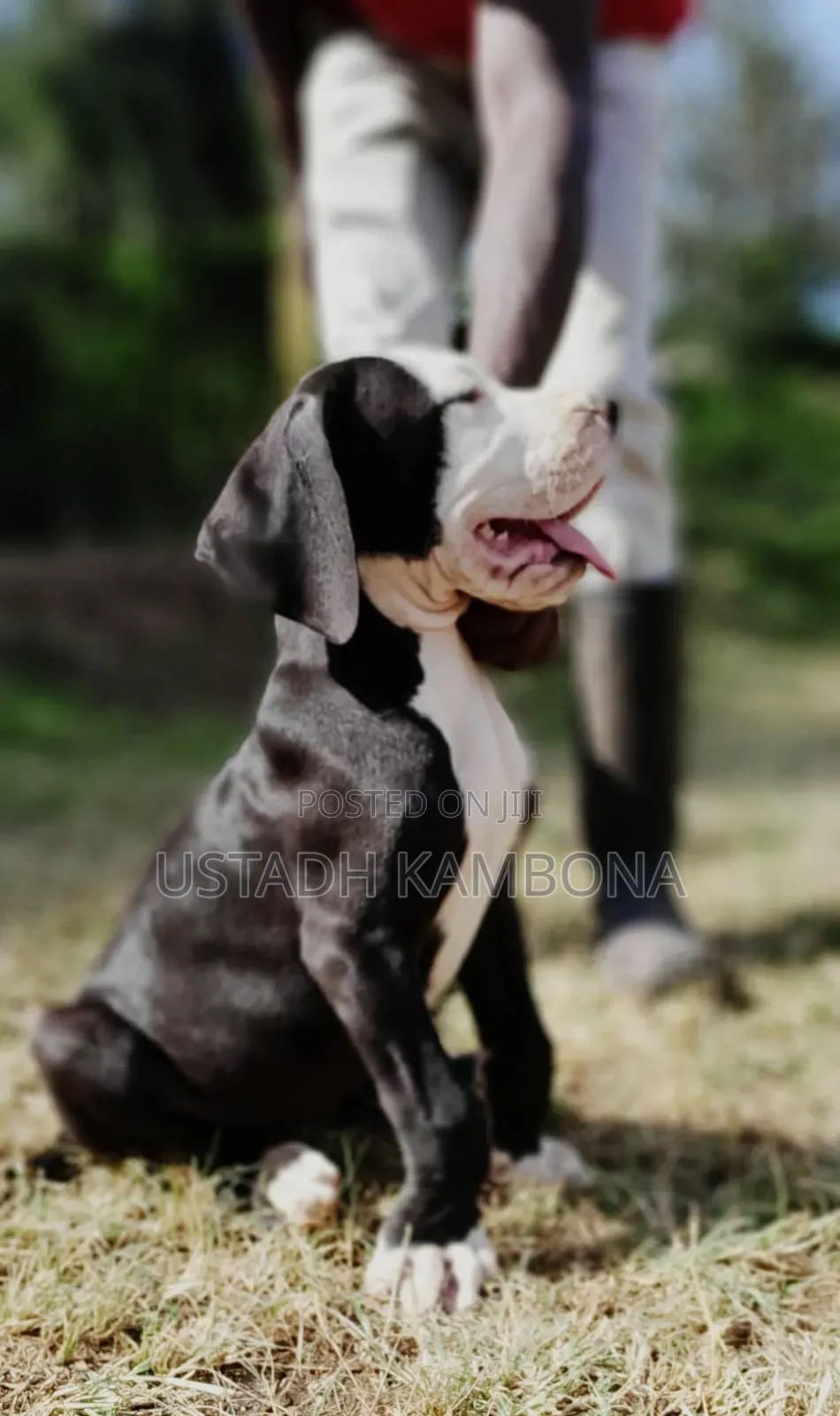 1-3 months Female Purebred Great Dane
