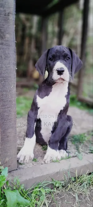 1-3 months Female Purebred Great Dane