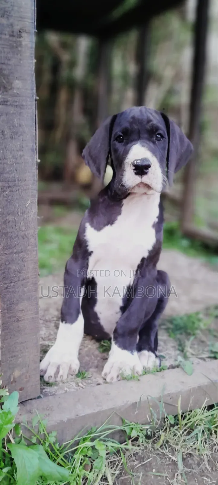 1-3 months Female Purebred Great Dane