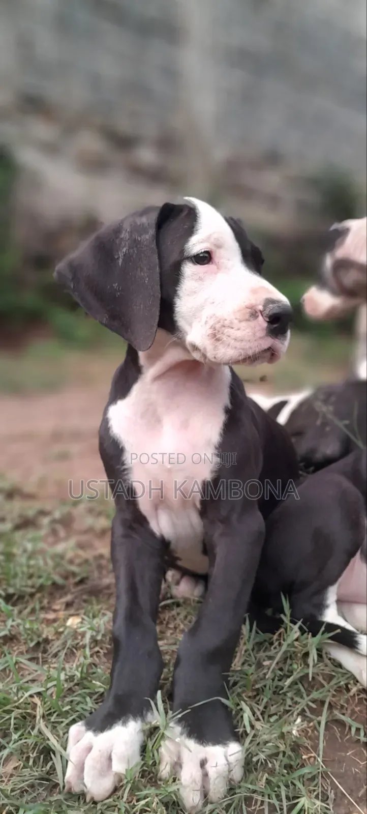 1-3 months Female Purebred Great Dane