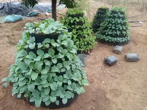 Storey Garden 6 Layer