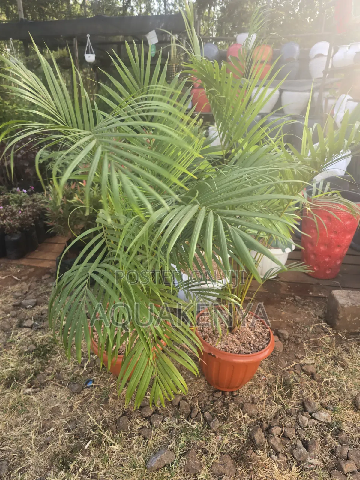 Potted Golden Palms,potted Plants