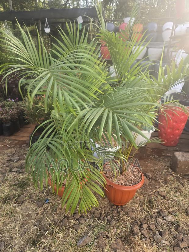 Potted Golden Palms,potted Plants