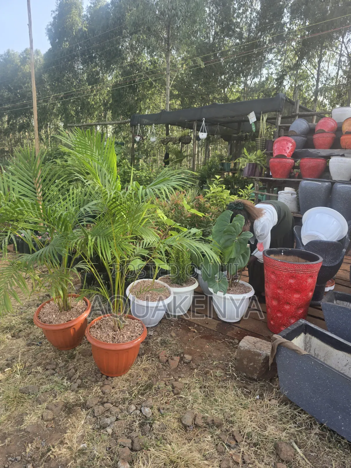 Potted Indoor Plants,outdoorplants
