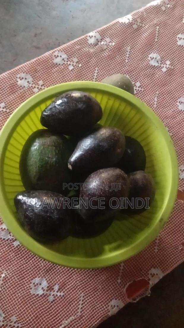 Fresh Organic Avocado for Sale