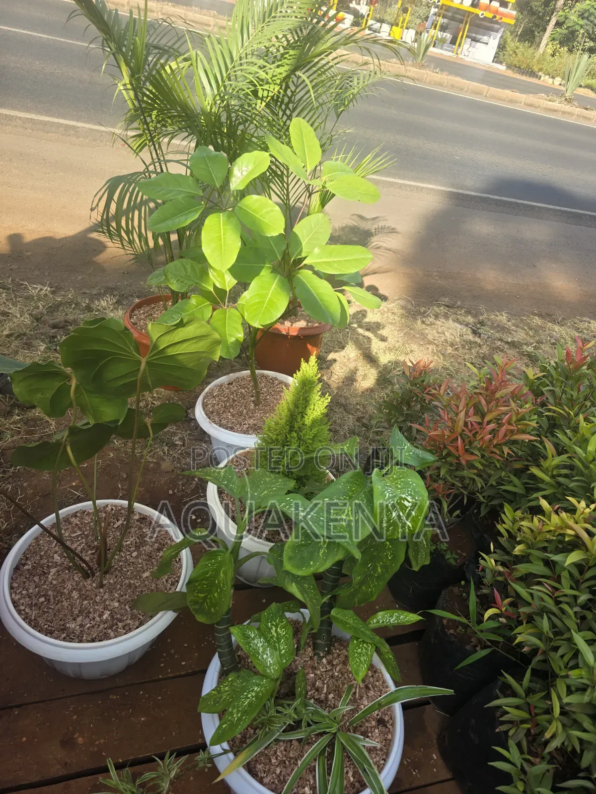 Scheffrela Indoor Plant,real Plants