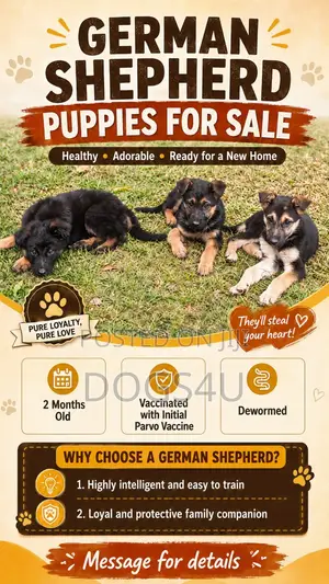 1-3 months Male Purebred German Shepherd