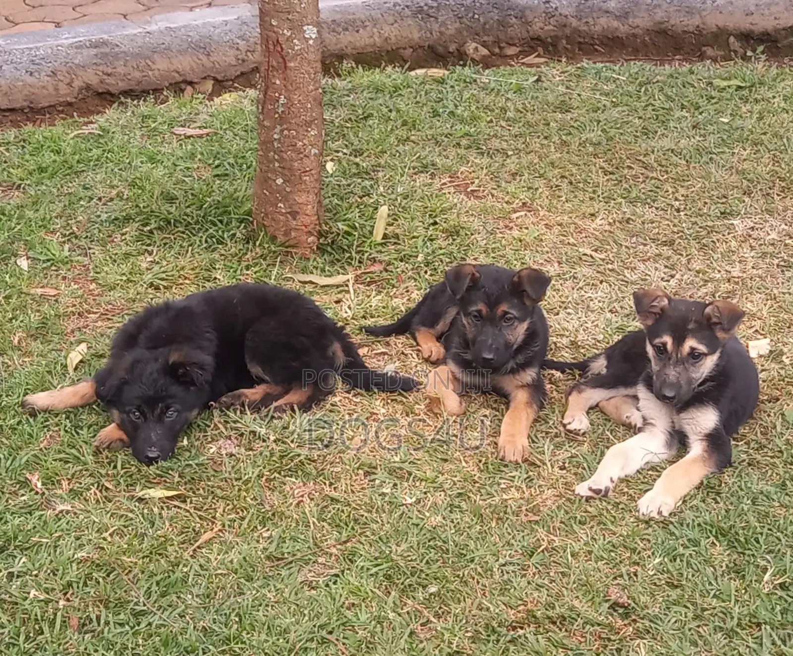 1-3 months Male Purebred German Shepherd