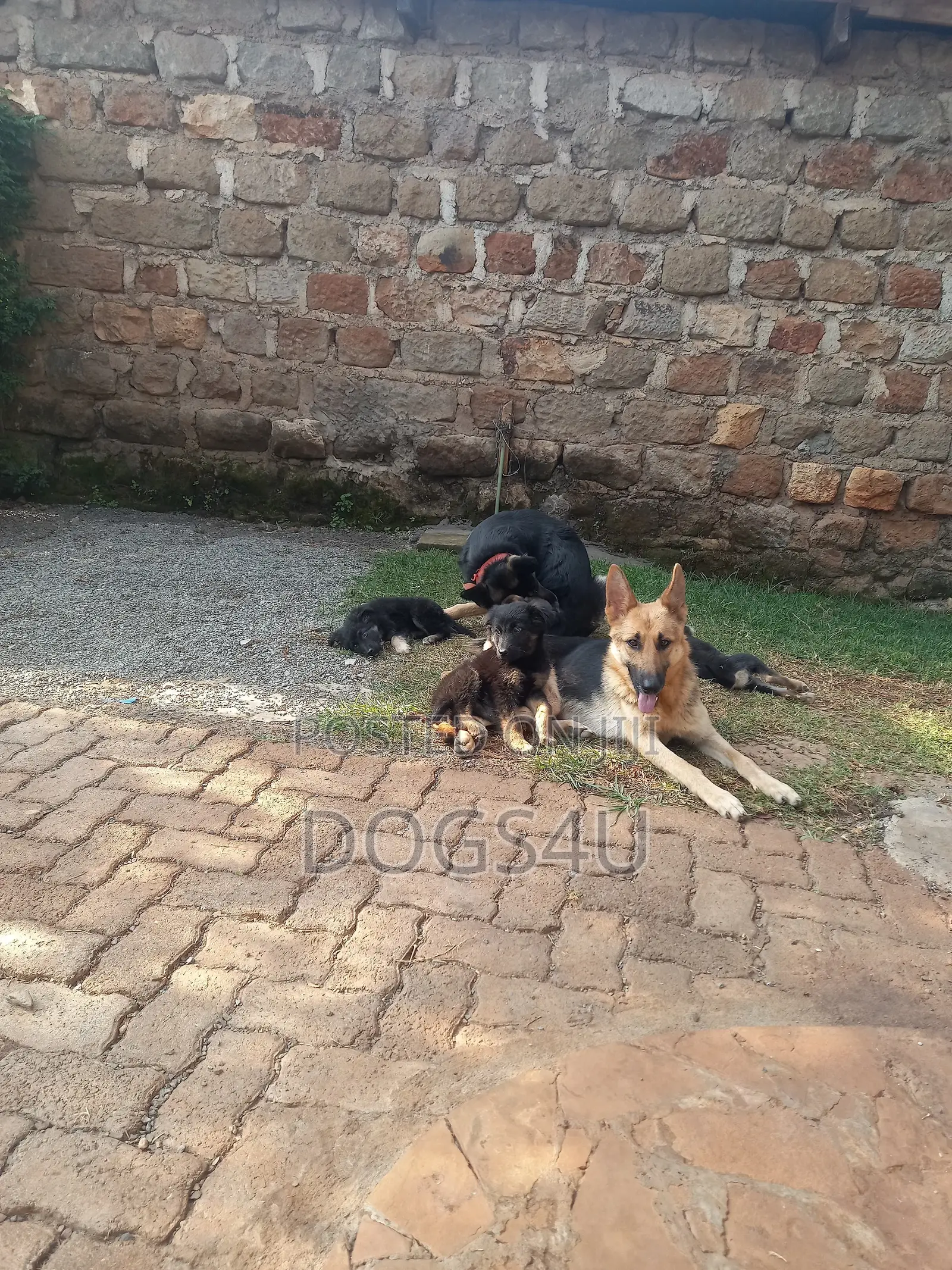 1-3 months Male Purebred German Shepherd