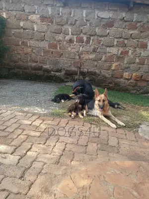 1-3 months Male Purebred German Shepherd