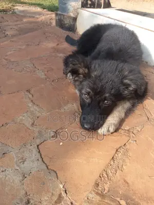 1-3 months Male Purebred German Shepherd