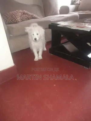 6-12 months Male Purebred Maltese