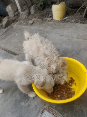 3-6 months Male Purebred Maltese