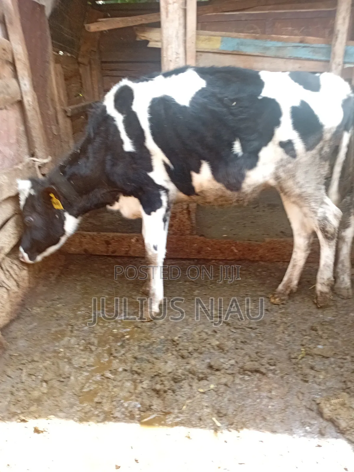 Bullying Heifer