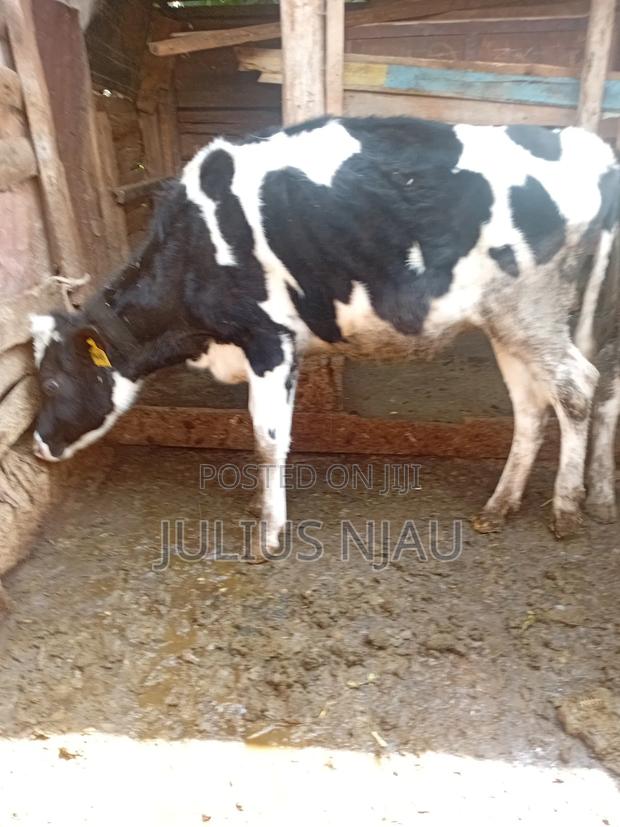 Bullying Heifer - thumbnail 2