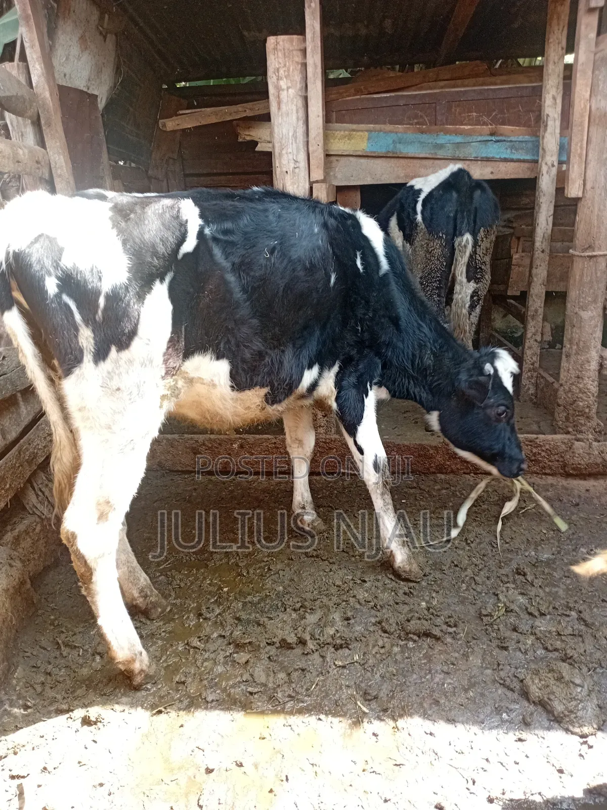 Bullying Heifer
