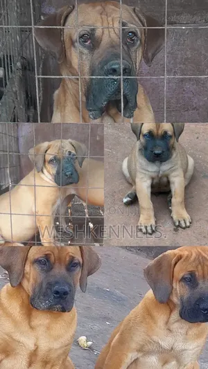 1-3 months Male Purebred Boerboel