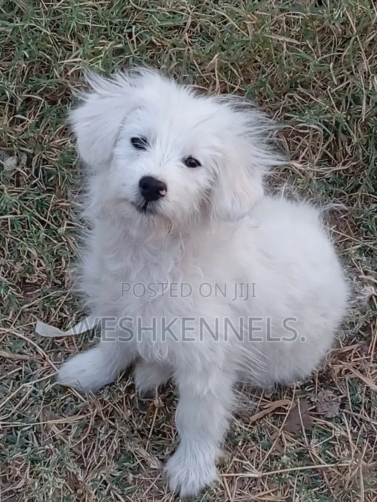 1-3 months Male Purebred Maltese